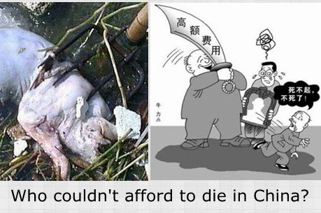 Dead pigs in the river = frugal funeral?