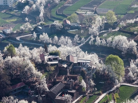 Pear flowers in full blossom in Sichuan