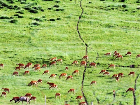 Semi-wild deer base in NW China's Qinghai