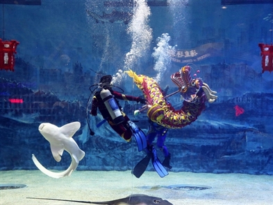 Divers perform 'dragon dance'with sharks